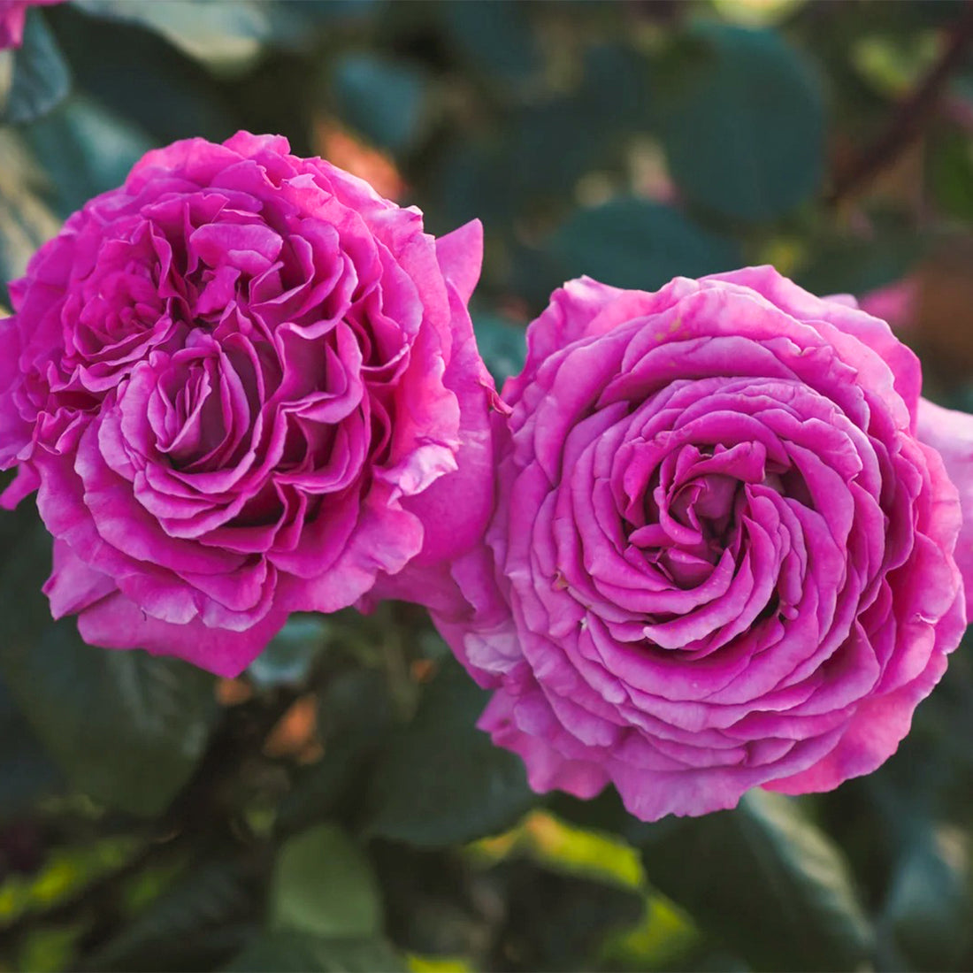 Carmen Wurth German Florist Shrub Rose