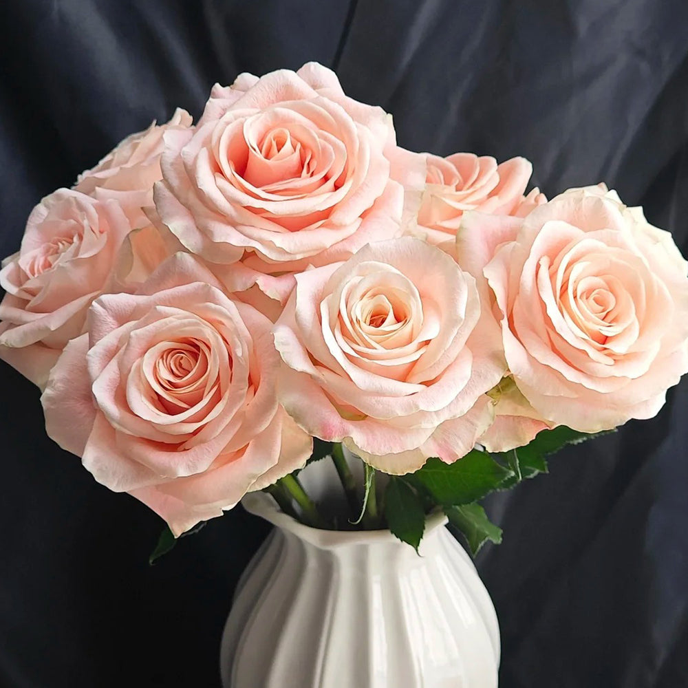 Cashmere German Florist Hybrid Tea Rose Own Root | Highgarden Roses