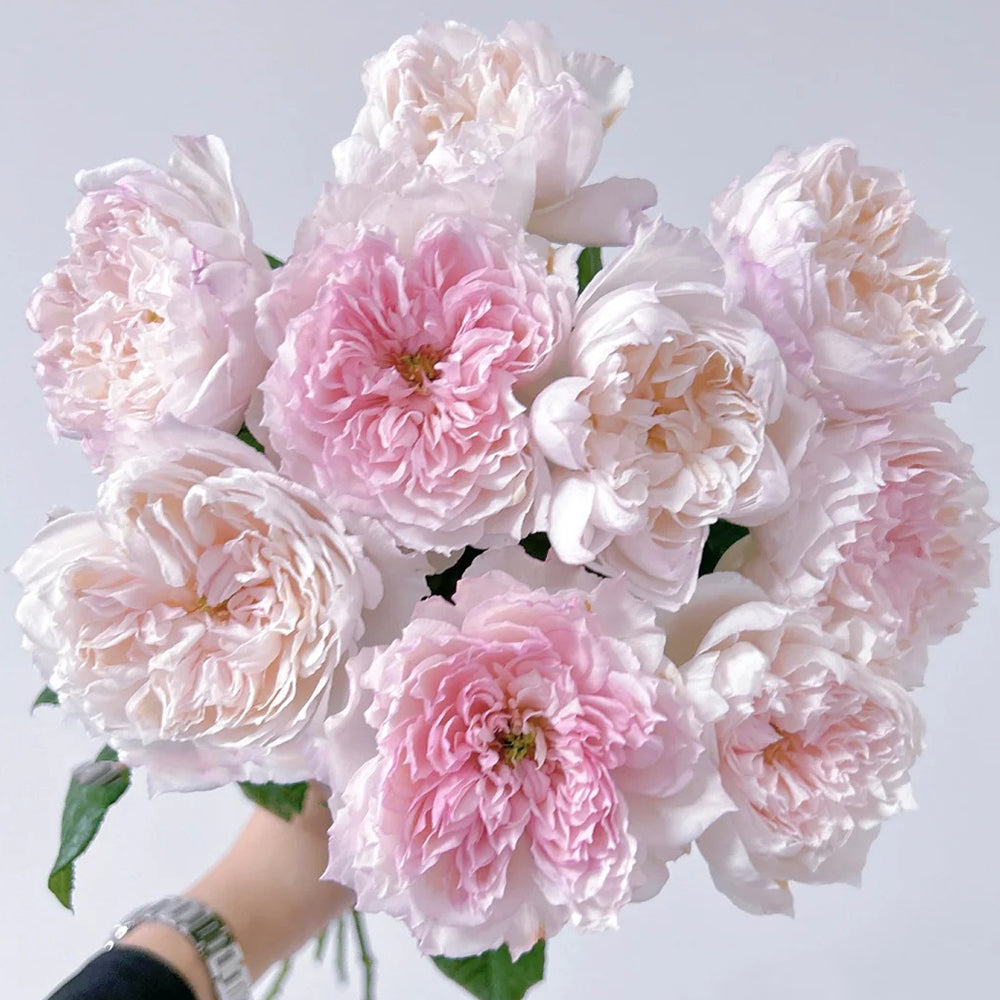 Cecil de Volanges Japanese Florist Shrub Rose