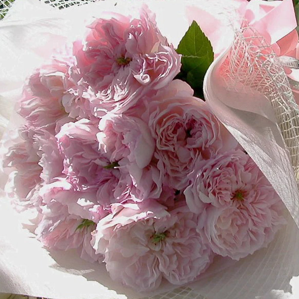 Cecil de Volanges Japanese Florist Shrub Rose