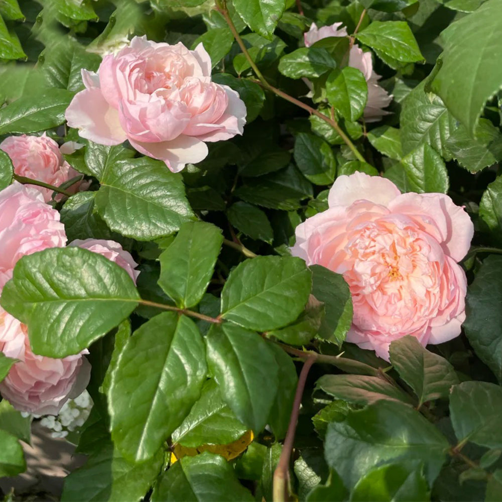 Cecil de Volanges Japanese Florist Shrub Rose