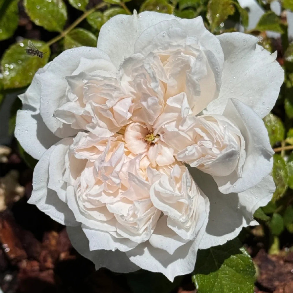 Cecil de Volanges Japanese Florist Shrub Rose