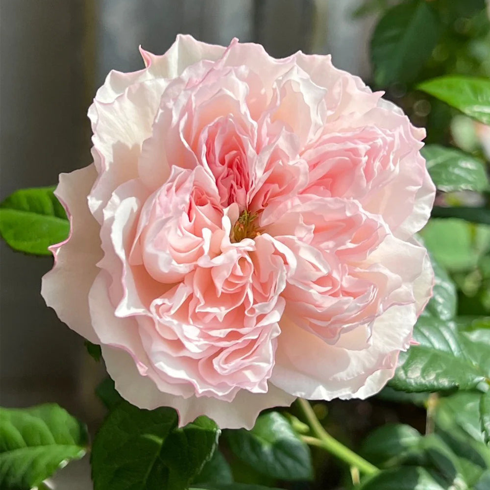 Cecil de Volanges Japanese Florist Shrub Rose