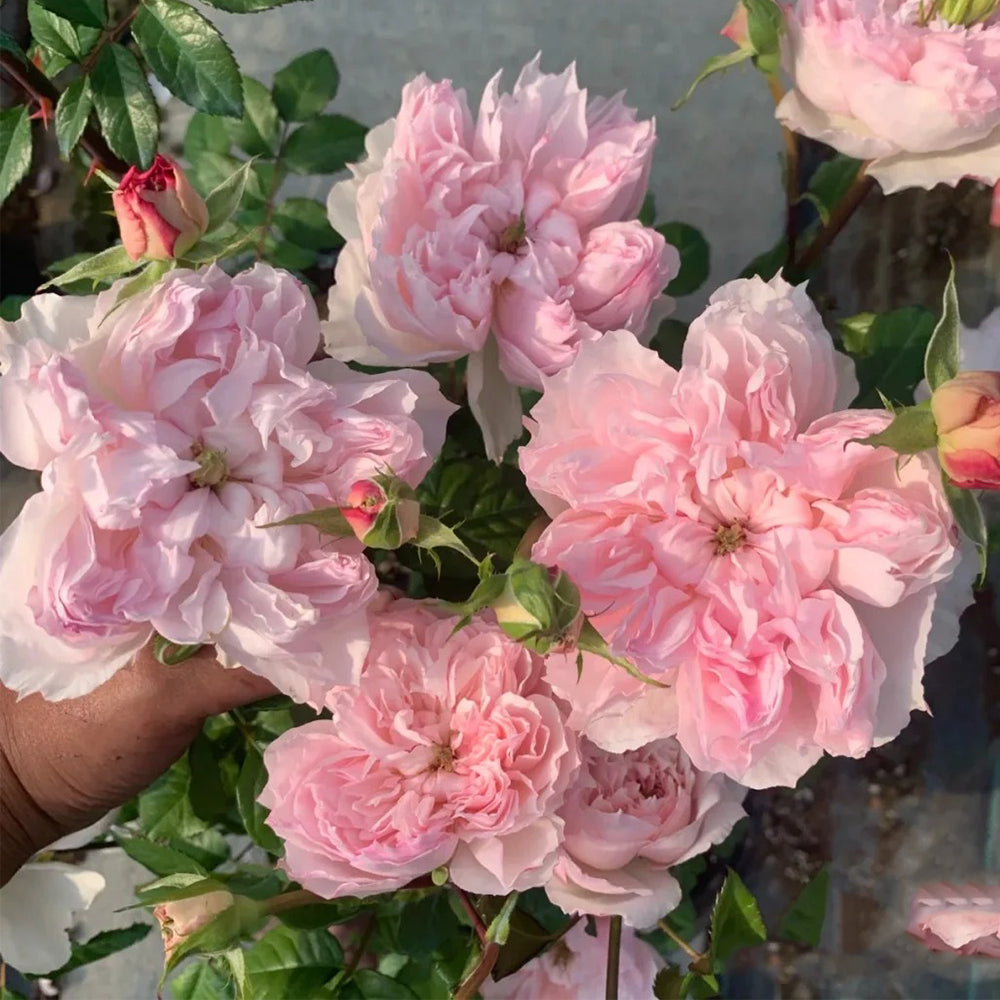 Cecil de Volanges Japanese Florist Shrub Rose