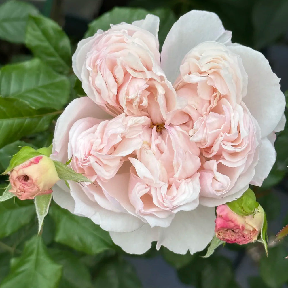 Cecil de Volanges Japanese Florist Shrub Rose