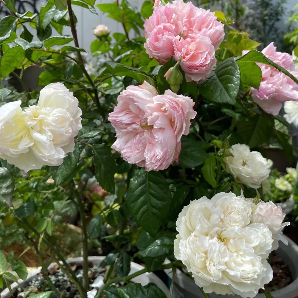 Cecil de Volanges Japanese Florist Shrub Rose