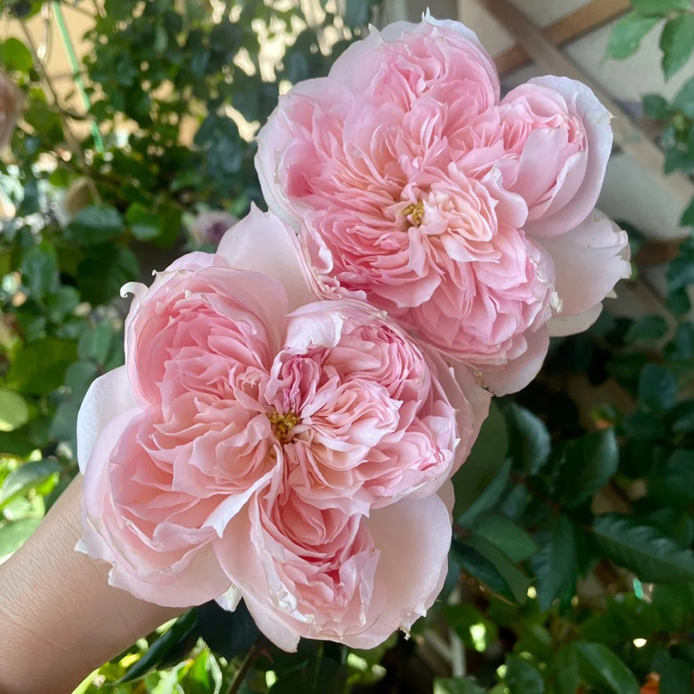 Cecil de Volanges Japanese Florist Shrub Rose