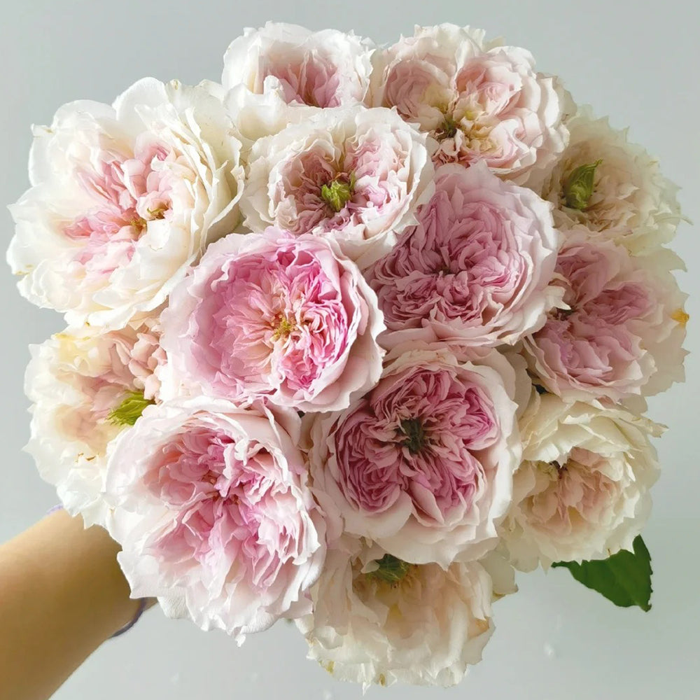 Cecil de Volanges Japanese Florist Shrub Rose