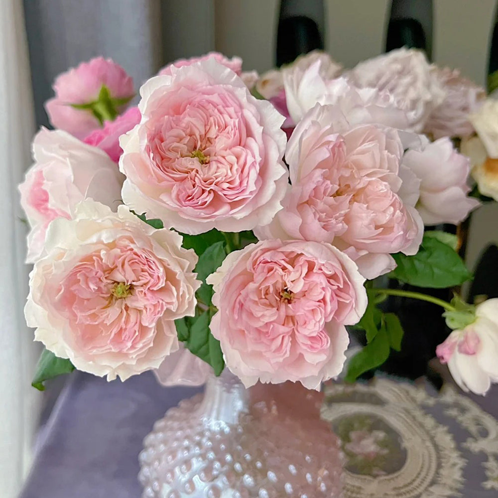Cecil de Volanges Japanese Florist Shrub Rose