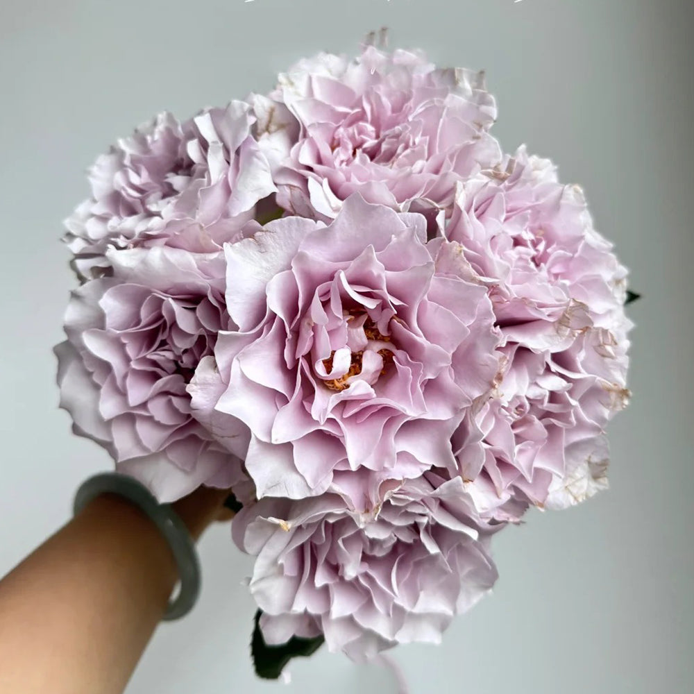 Cest Mignon Japanese Florist Shrub Rose – Highgarden Roses