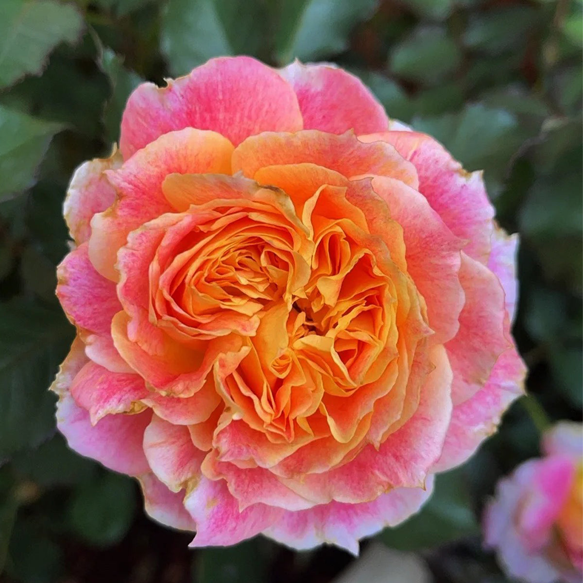 Chaleur Japanese Florist Shrub Rose
