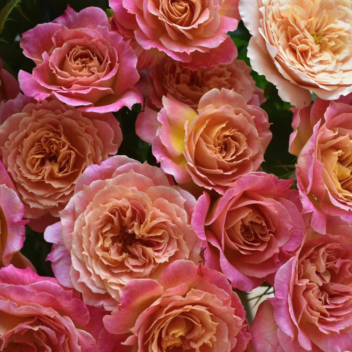 Chaleur Japanese Florist Shrub Rose