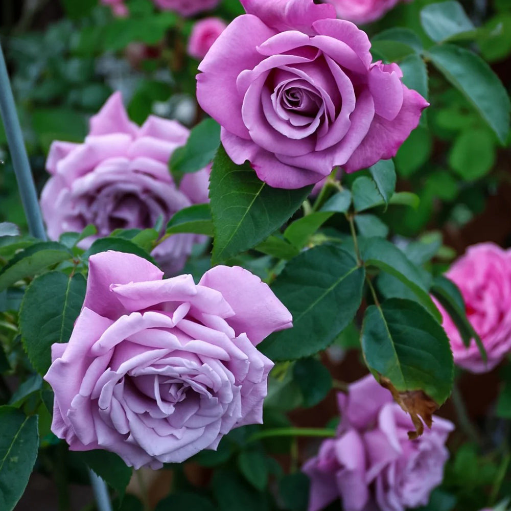 Charles de Gaulle French Florist Hybrid Tea Rose