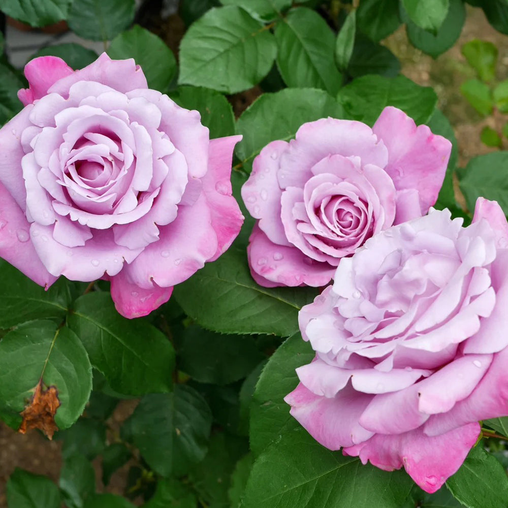 Charles de Gaulle French Florist Hybrid Tea Rose