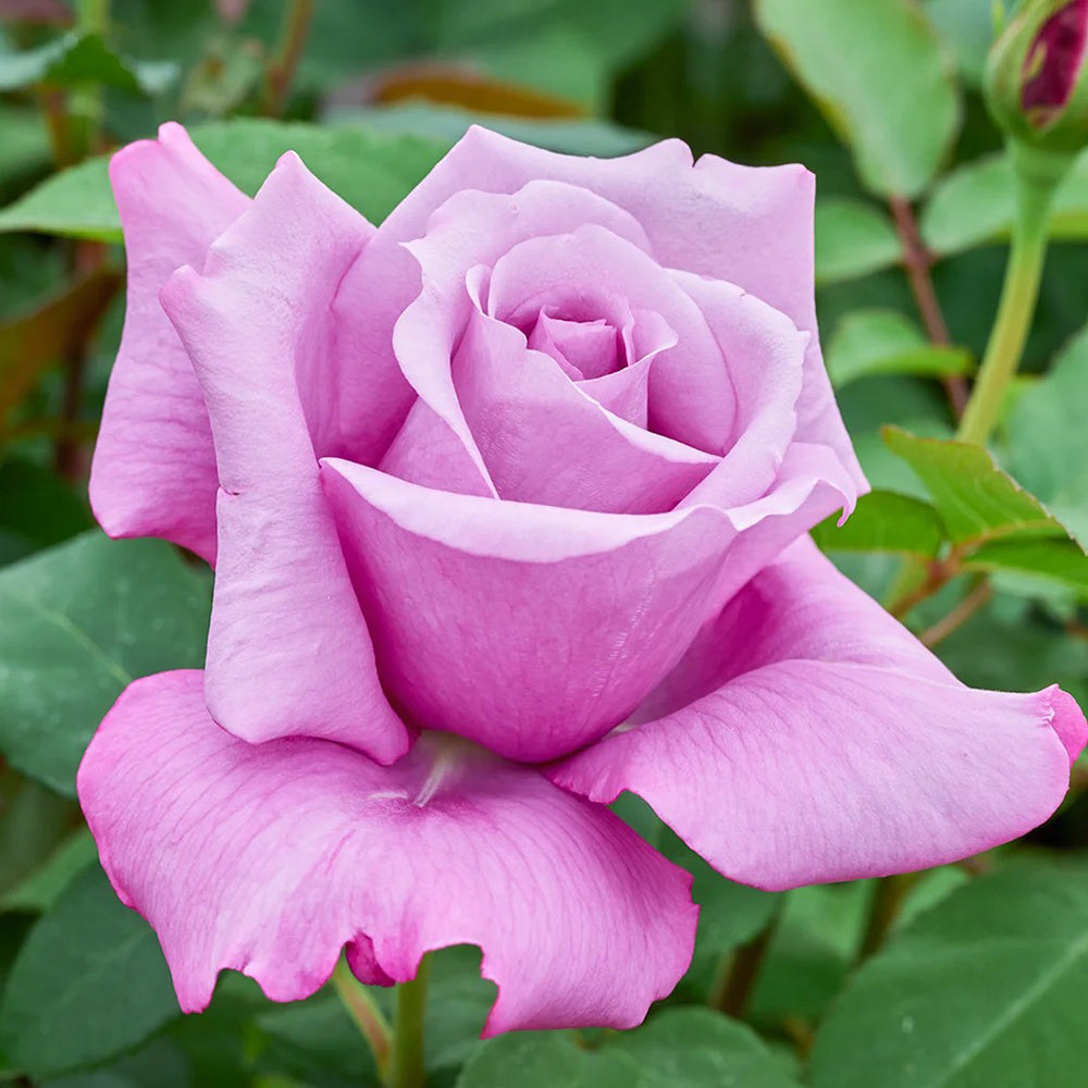 Charles de Gaulle French Florist Hybrid Tea Rose