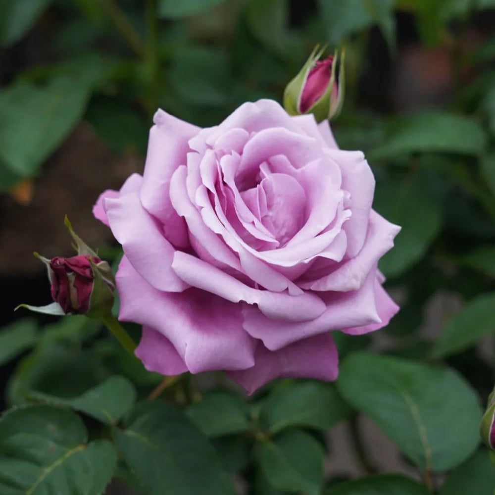Charles de Gaulle French Florist Hybrid Tea Rose