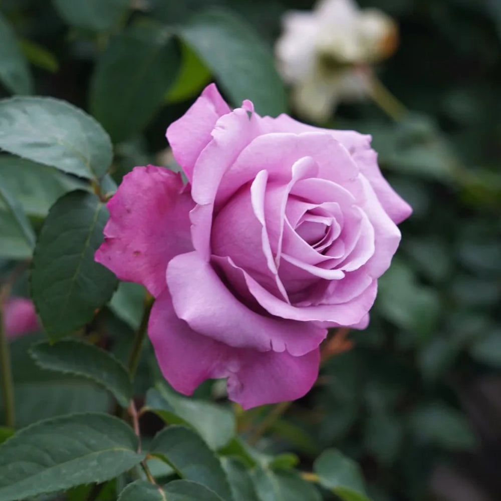 Charles de Gaulle French Florist Hybrid Tea Rose