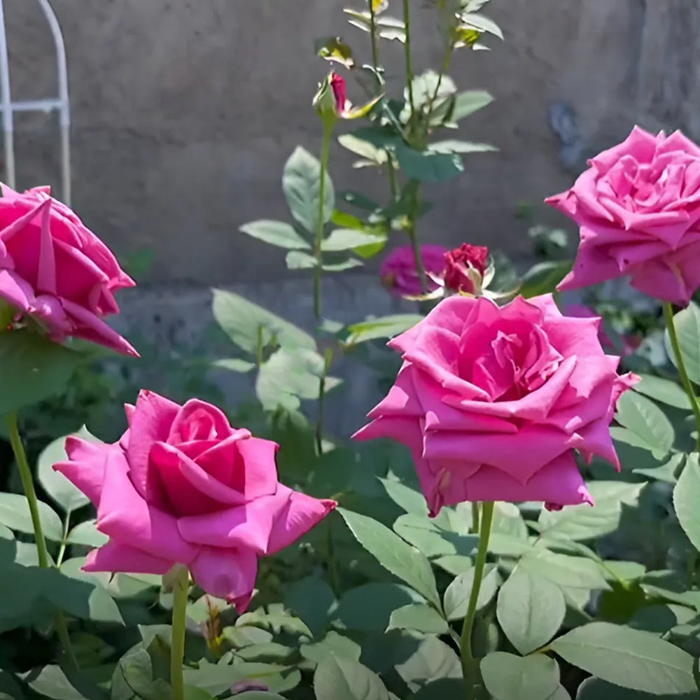 Charles de Gaulle French Florist Hybrid Tea Rose