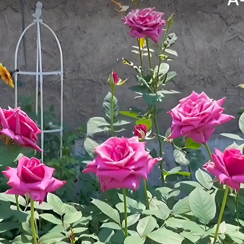 Charles de Gaulle French Florist Hybrid Tea Rose