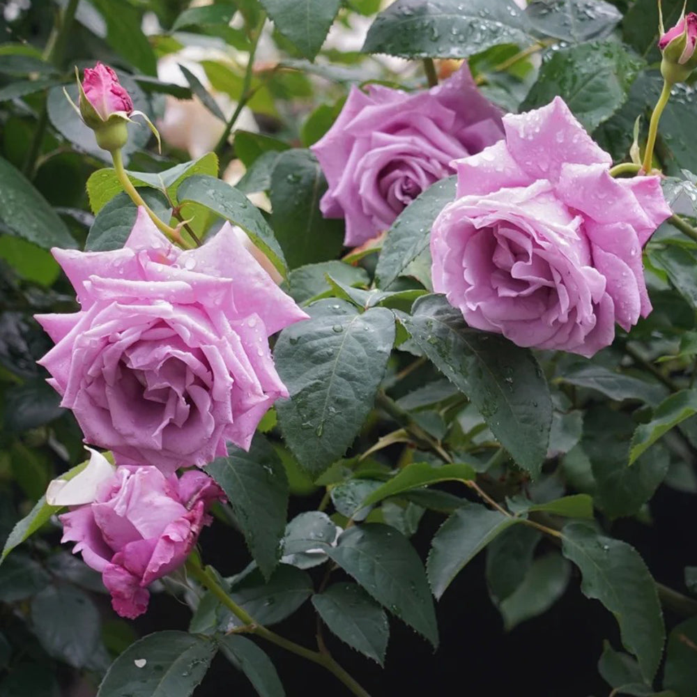 Charles de Gaulle French Florist Hybrid Tea Rose