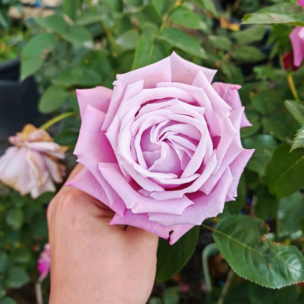 Charles de Gaulle French Florist Hybrid Tea Rose