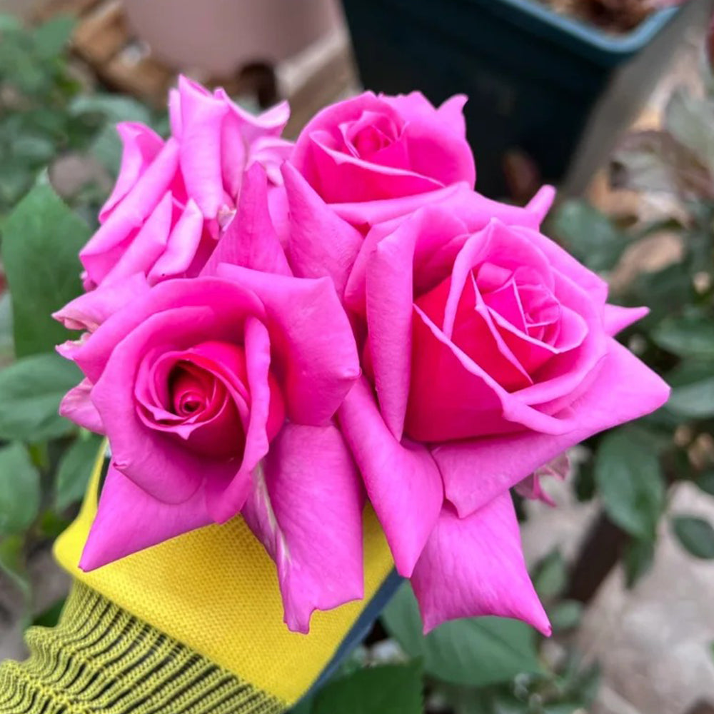 Charles de Gaulle French Florist Hybrid Tea Rose