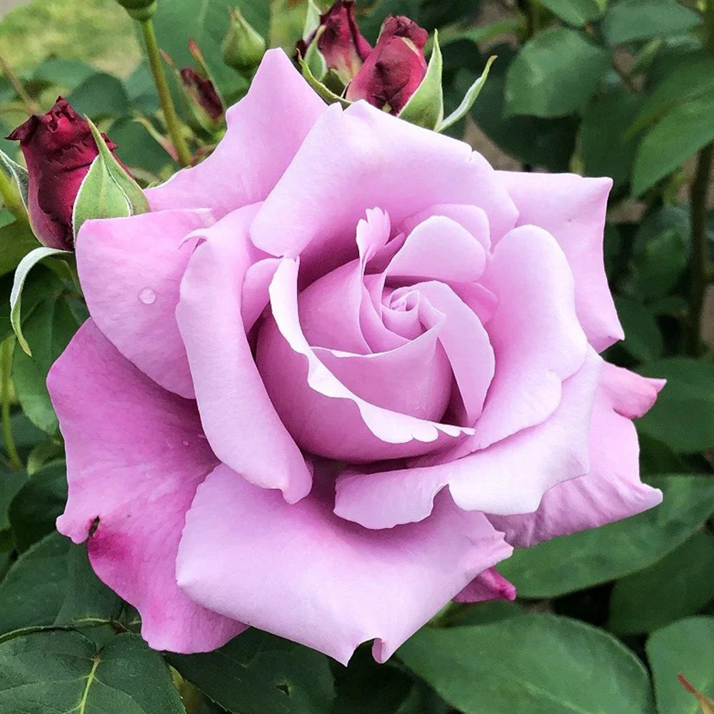 Charles de Gaulle French Florist Hybrid Tea Rose