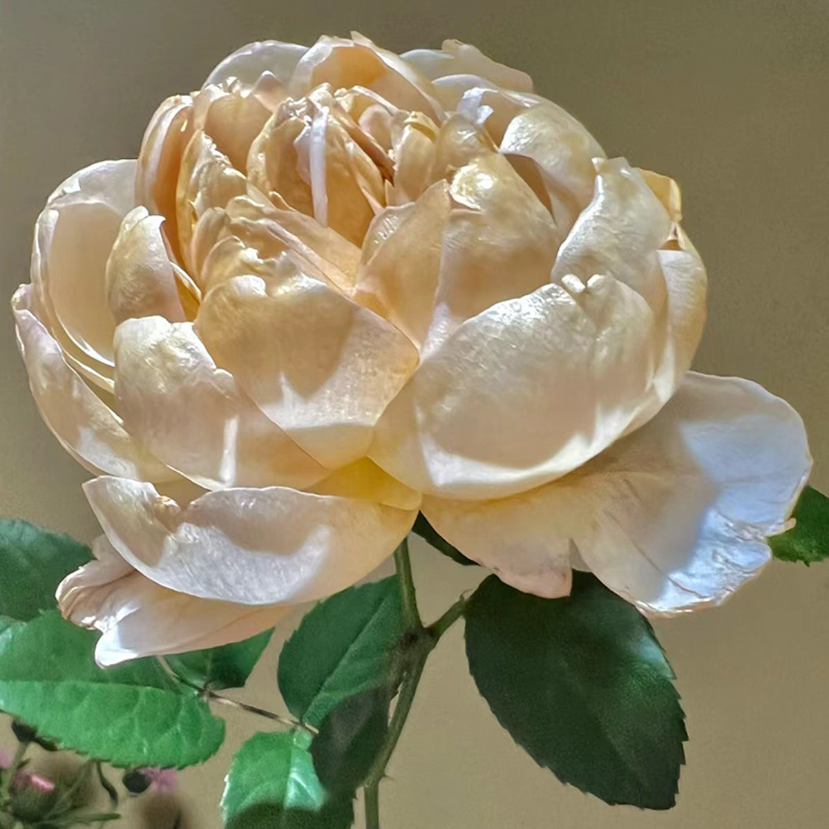 Charlotte Perriand Japanese Florist Shrub Rose