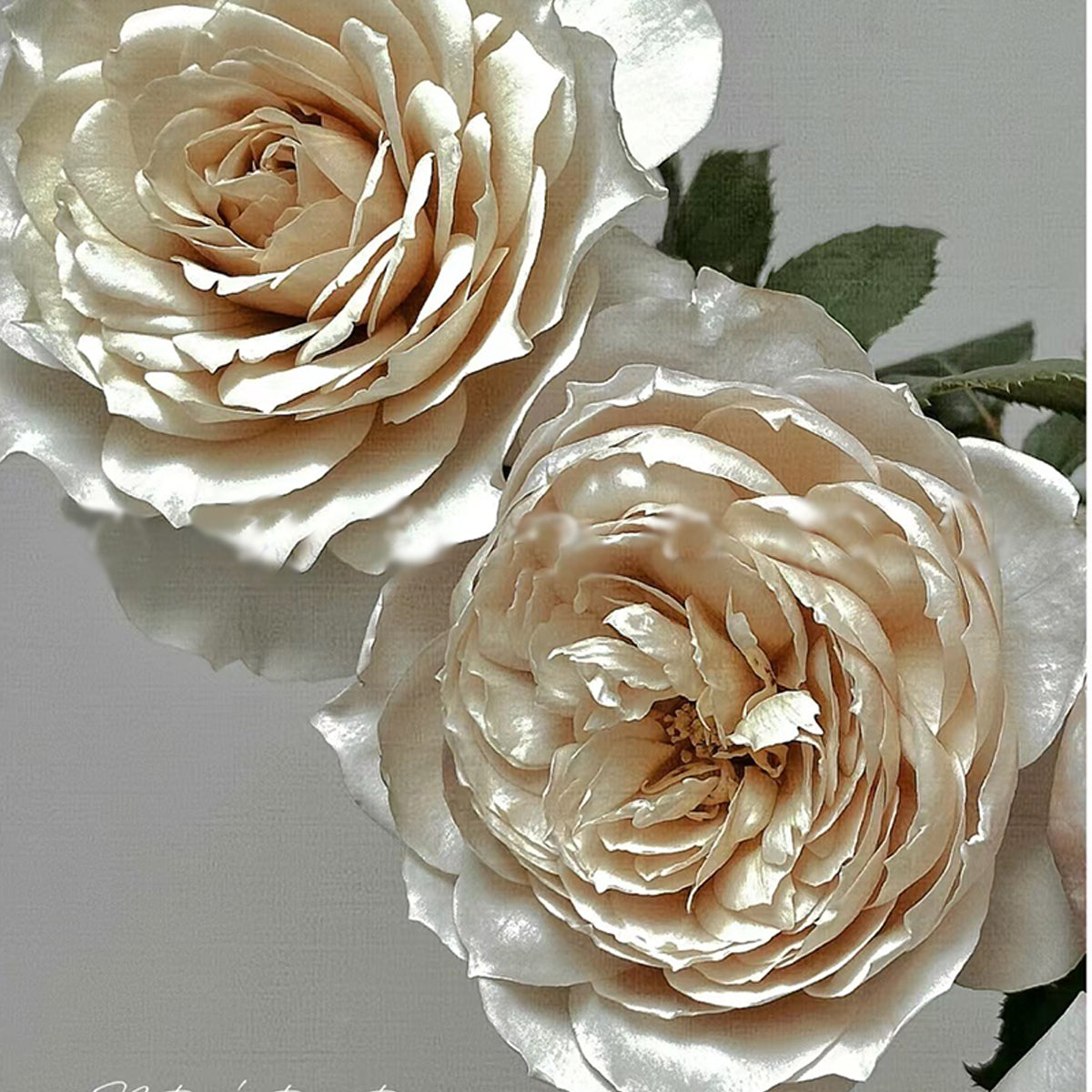 Charlotte Perriand Japanese Florist Shrub Rose