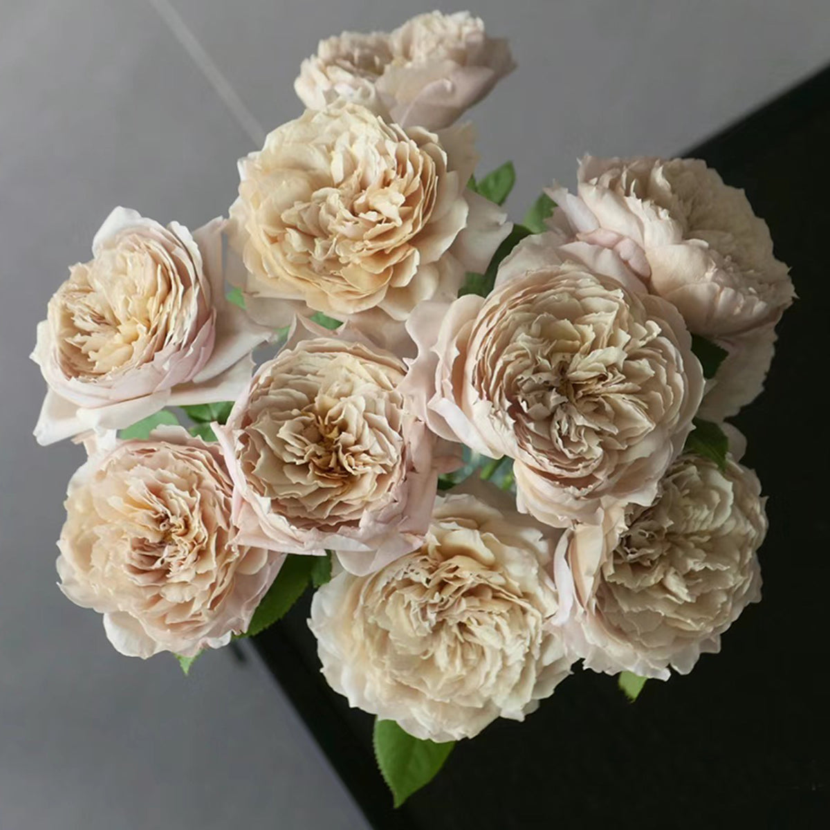 Charlotte Perriand Japanese Florist Shrub Rose