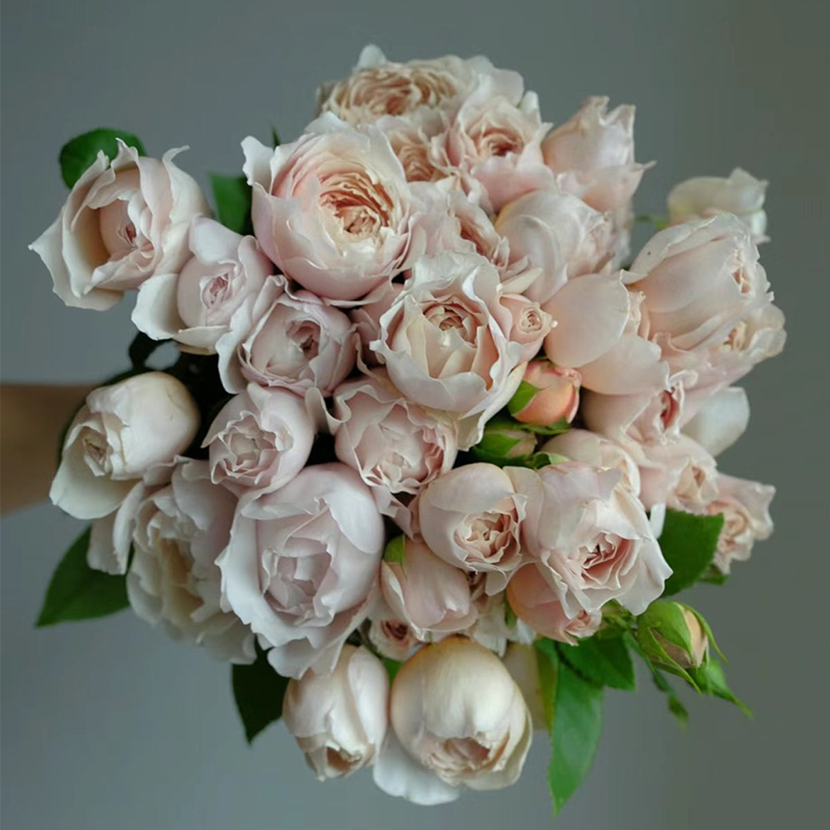 Charlotte Perriand Japanese Florist Shrub Rose
