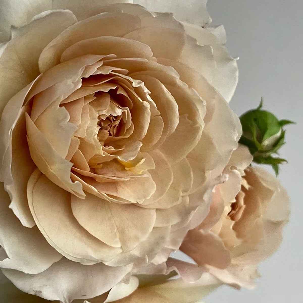 Charlotte Perriand Japanese Florist Shrub Rose