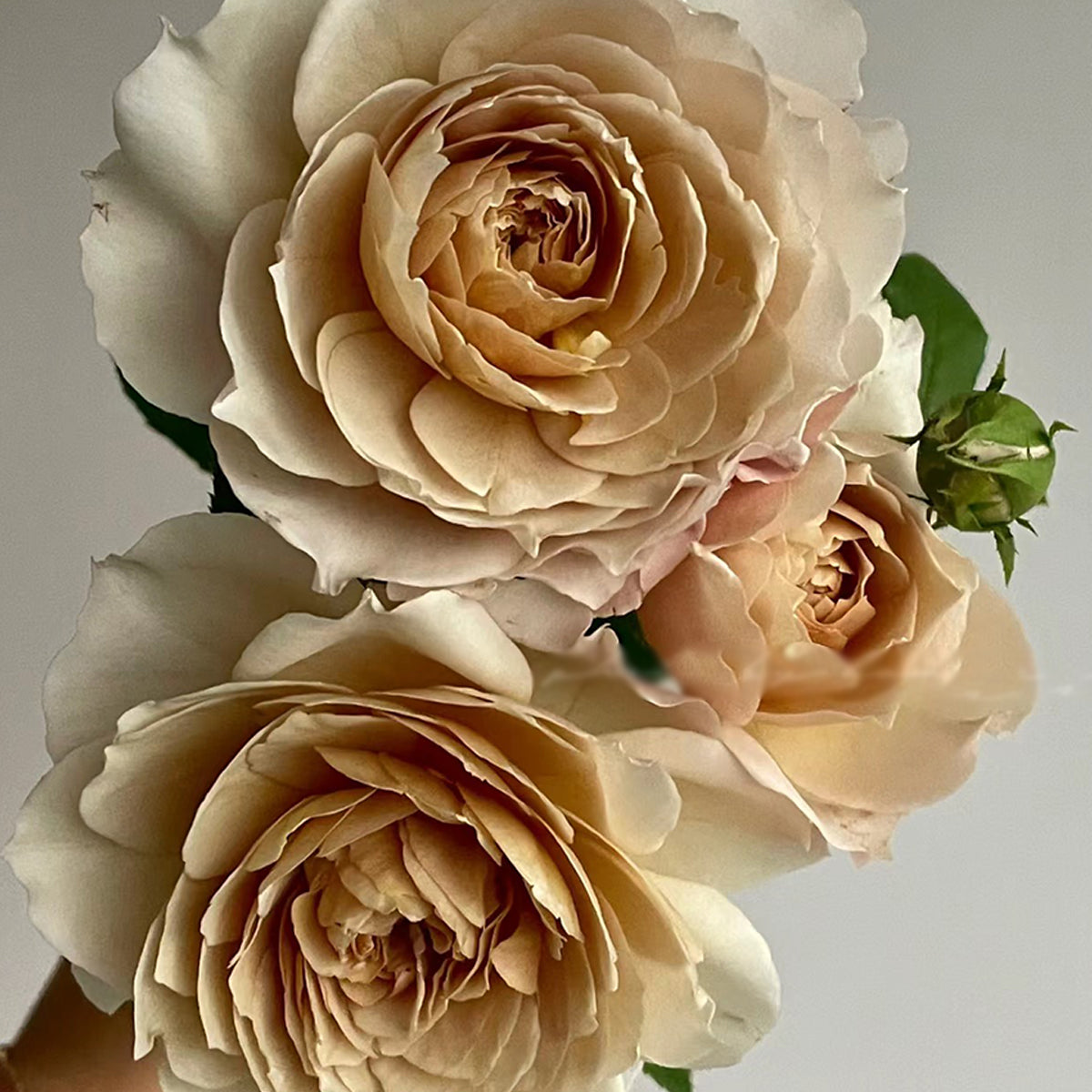 Charlotte Perriand Japanese Florist Shrub Rose
