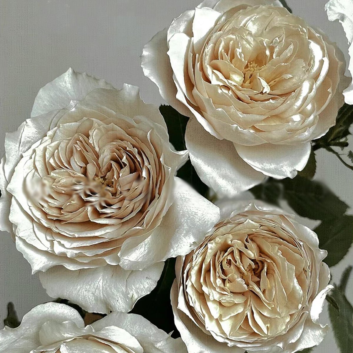 Charlotte Perriand Japanese Florist Shrub Rose