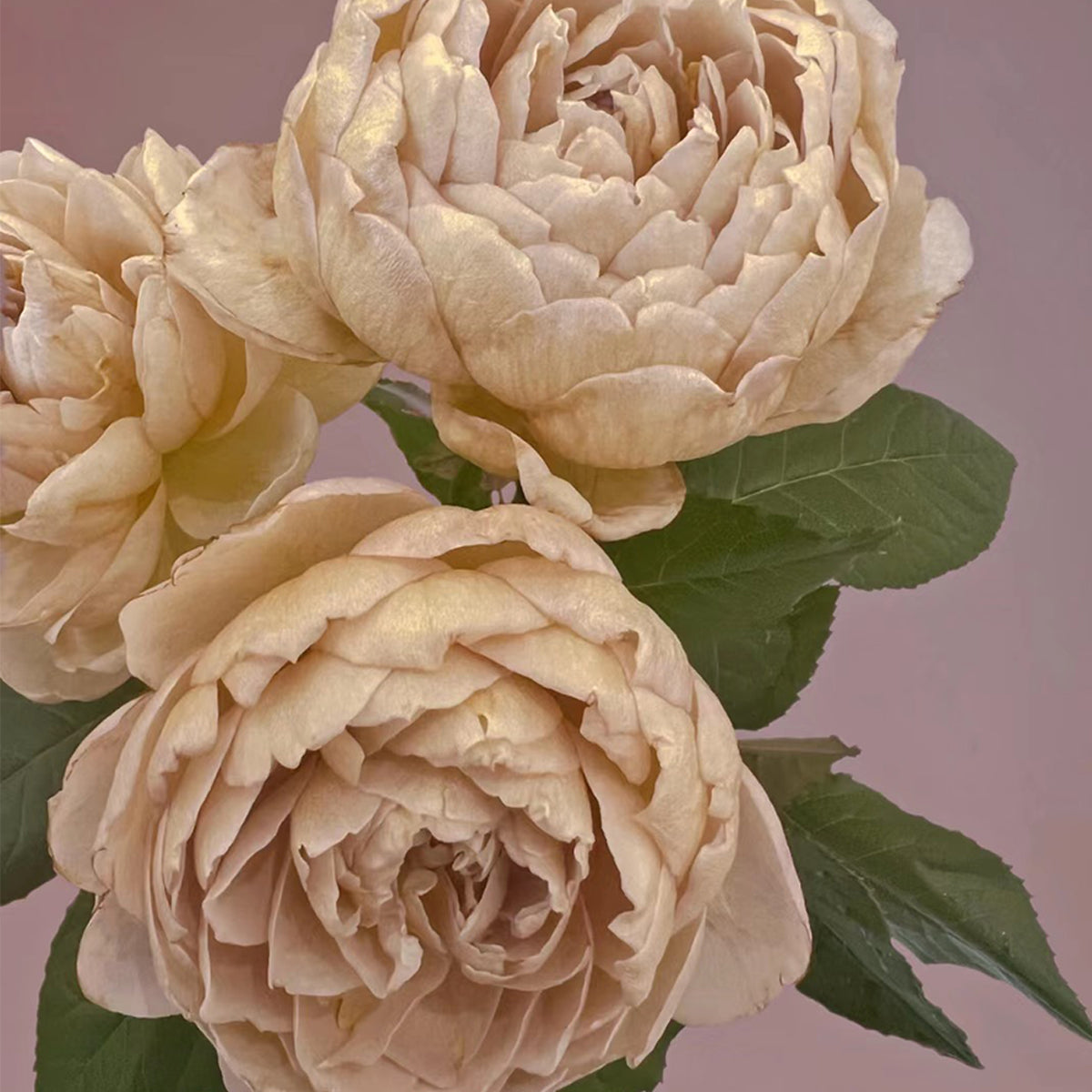 Charlotte Perriand Japanese Florist Shrub Rose