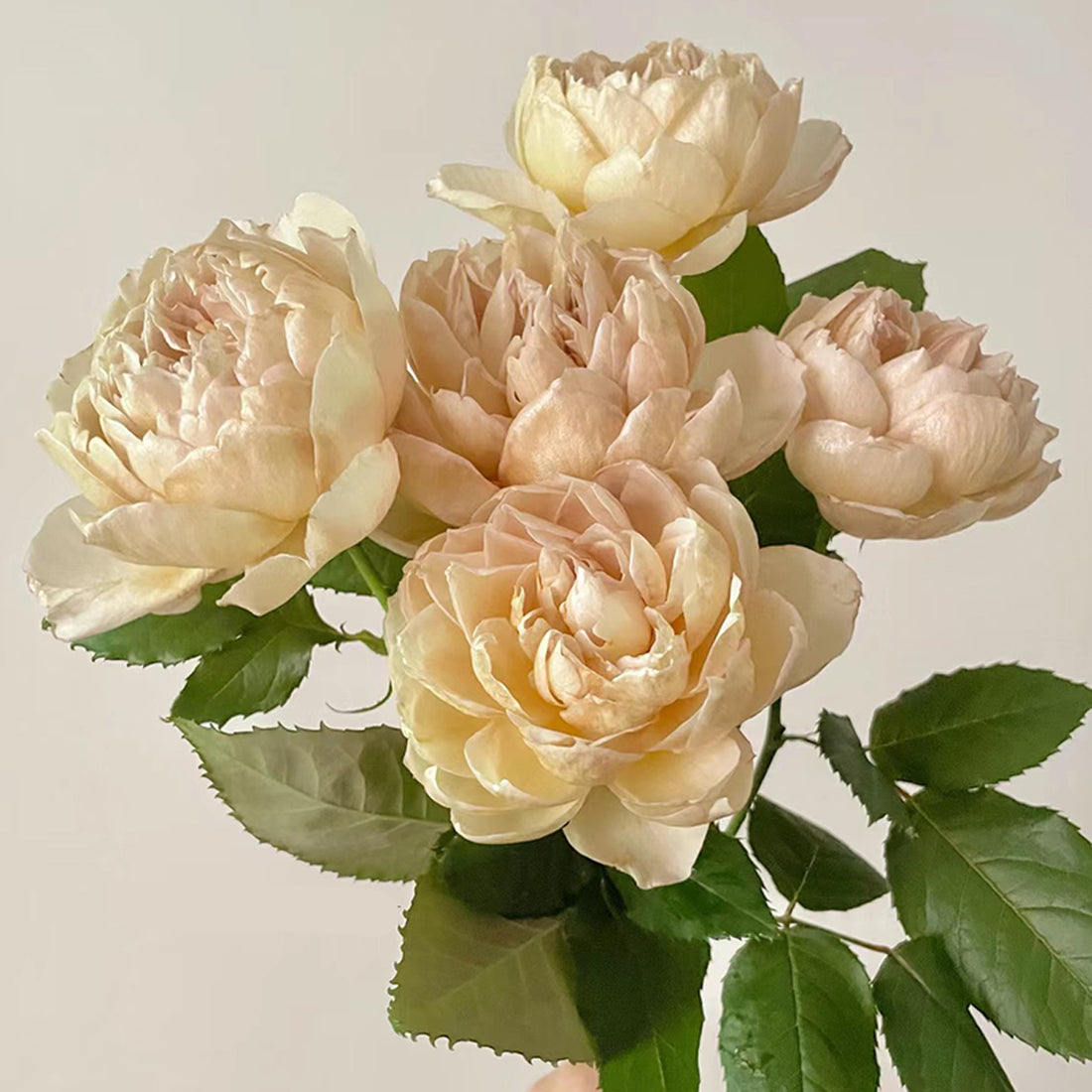 Charlotte Perriand Japanese Florist Shrub Rose
