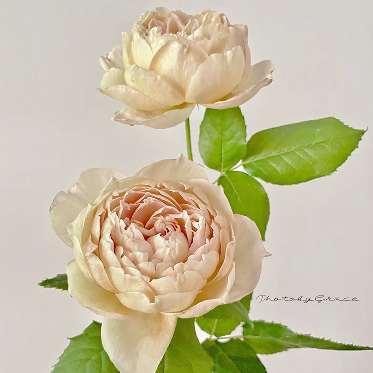 Charlotte Perriand Japanese Florist Shrub Rose
