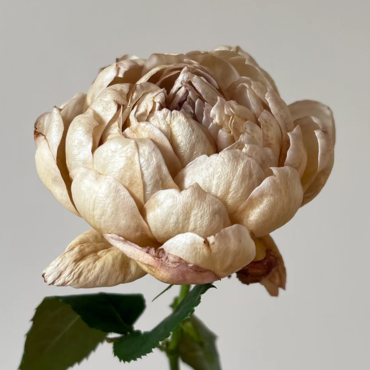 Charlotte Perriand Japanese Florist Shrub Rose