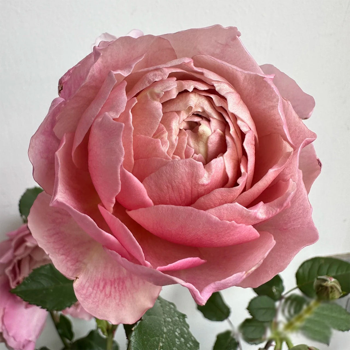 Charlotte Perriand Japanese Florist Shrub Rose