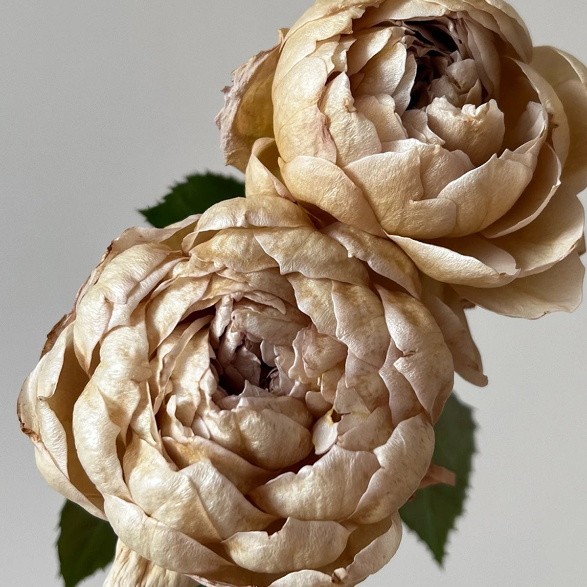 Charlotte Perriand Japanese Florist Shrub Rose