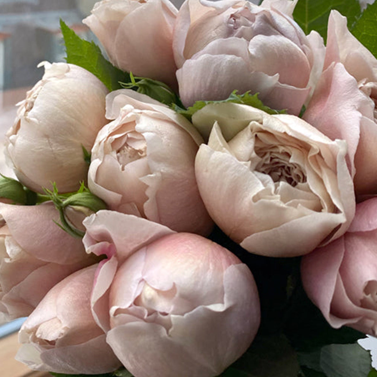 Charlotte Perriand Japanese Florist Shrub Rose