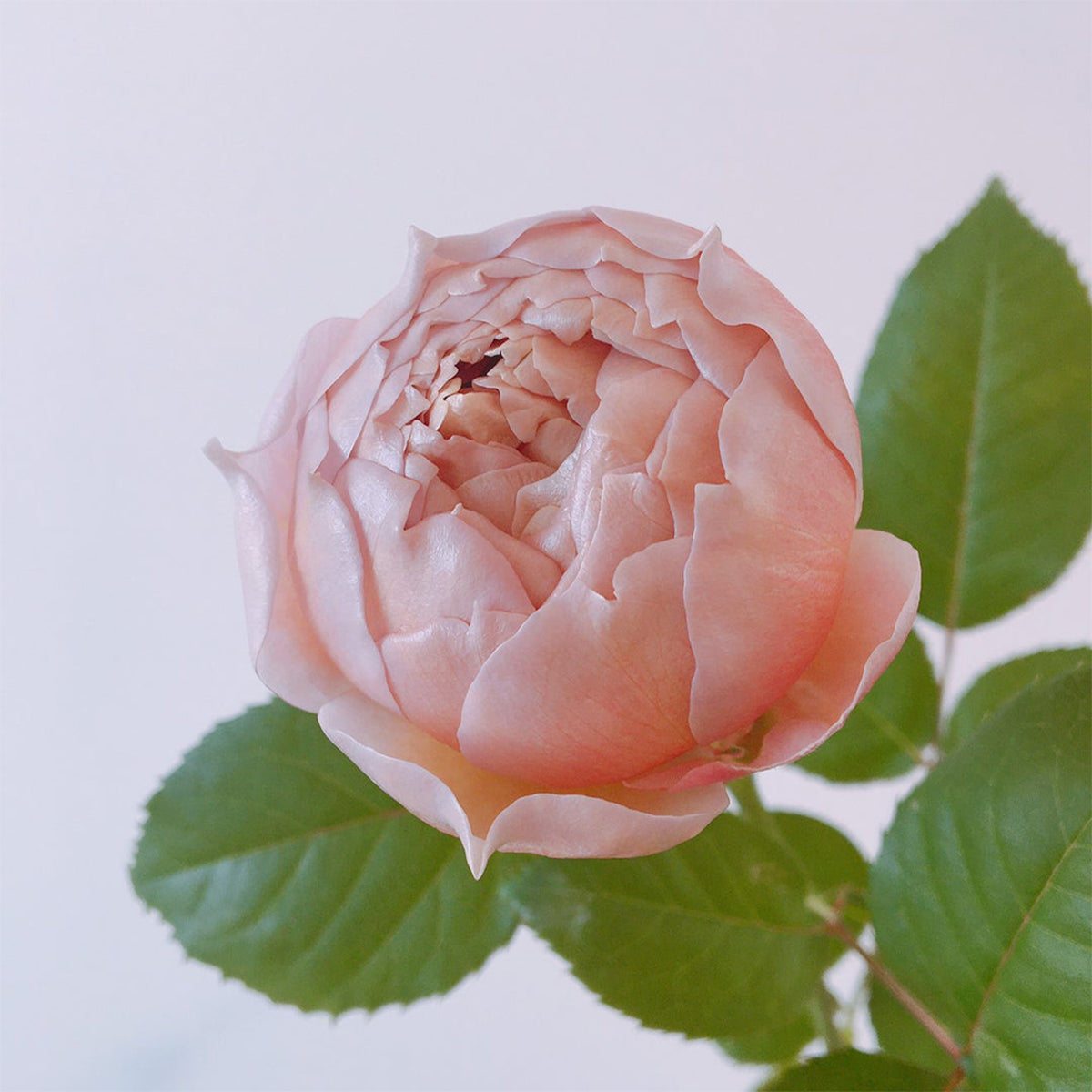 Charlotte Perriand Japanese Florist Shrub Rose