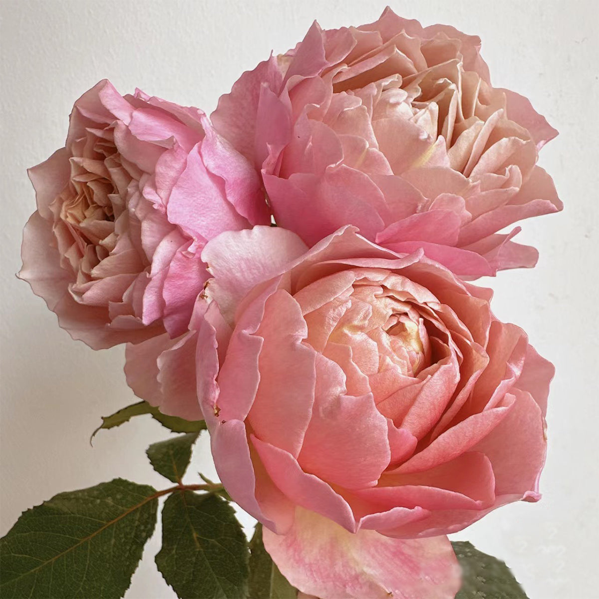 Charlotte Perriand Japanese Florist Shrub Rose