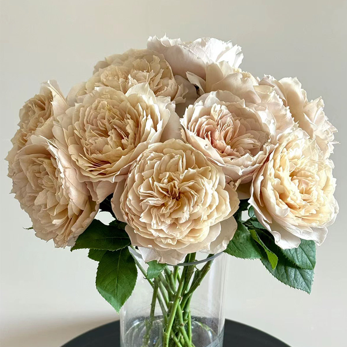 Charlotte Perriand Japanese Florist Shrub Rose