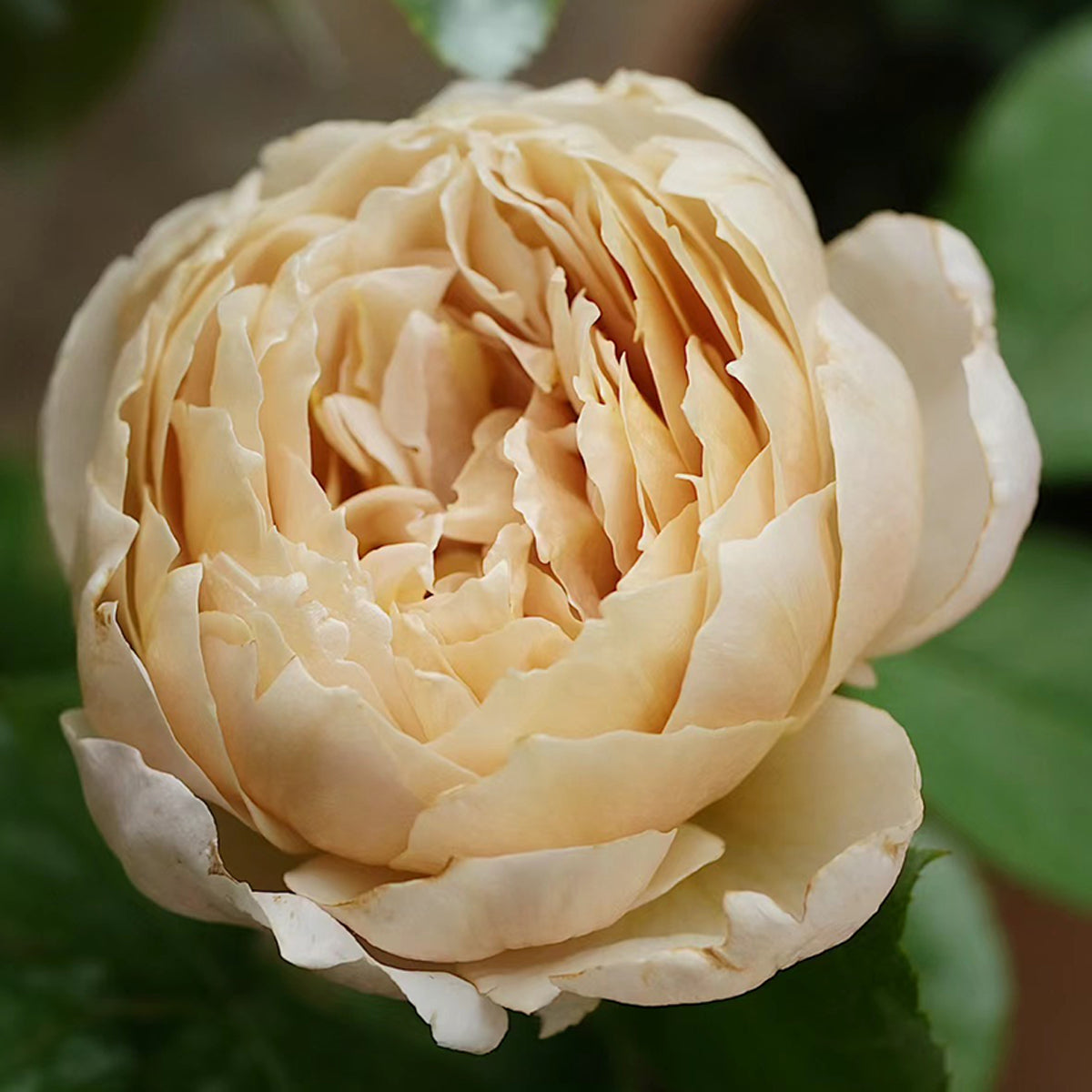 Charlotte Perriand Japanese Florist Shrub Rose