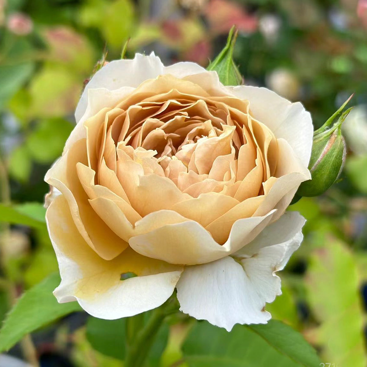 Charlotte Perriand Japanese Florist Shrub Rose