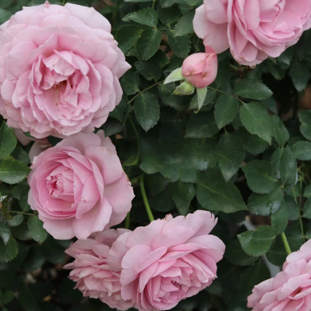 Charme Japanese Florist Shrub Rose