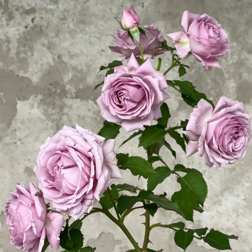 Charme Japanese Florist Shrub Rose