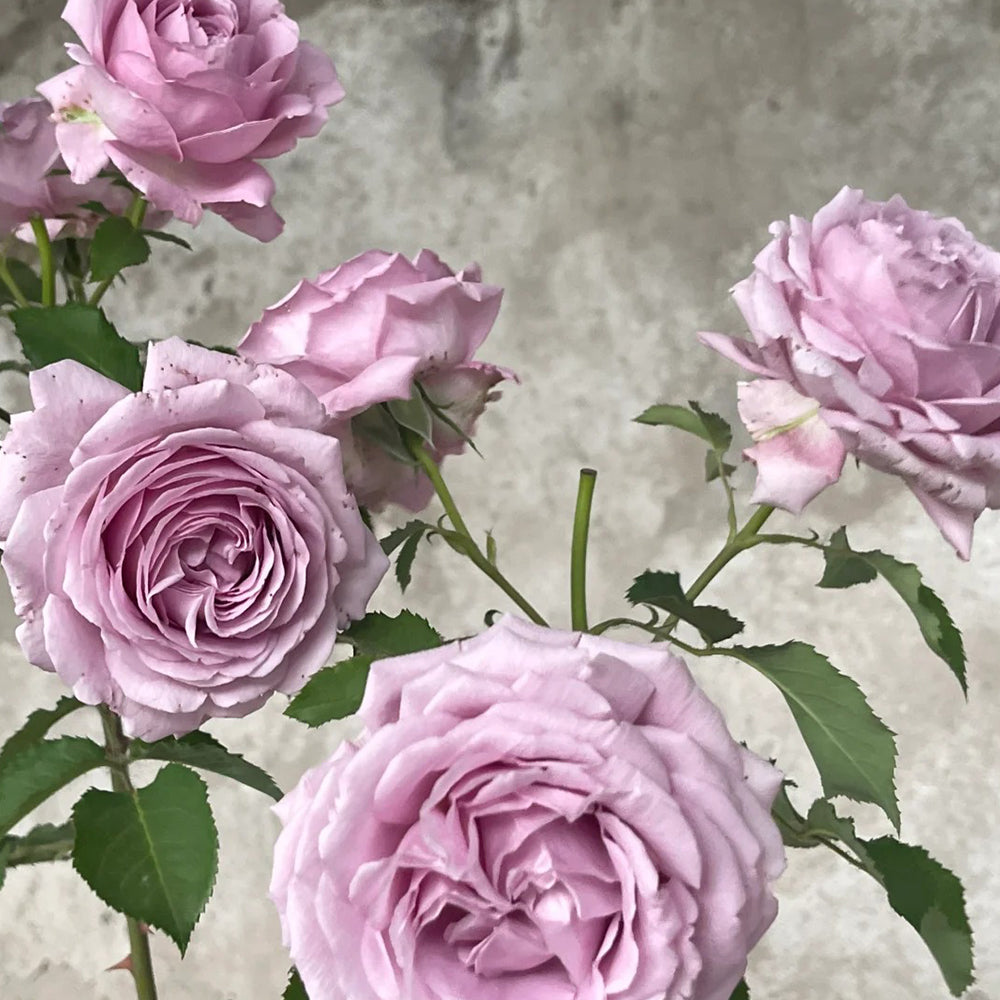 Charme Japanese Florist Shrub Rose