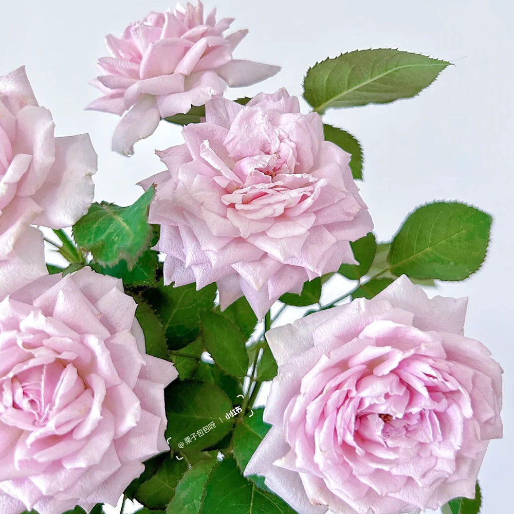 Charme Japanese Florist Shrub Rose